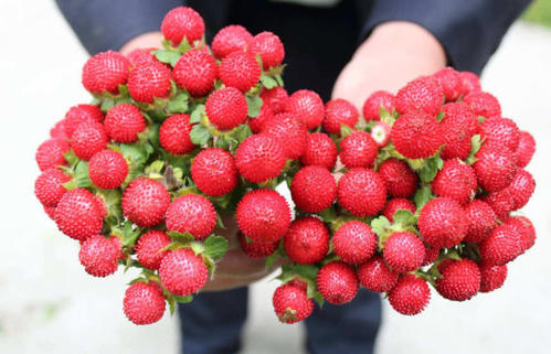 一种农村随处可见的小红果——蛇莓，神奇的是每个地方叫法不同