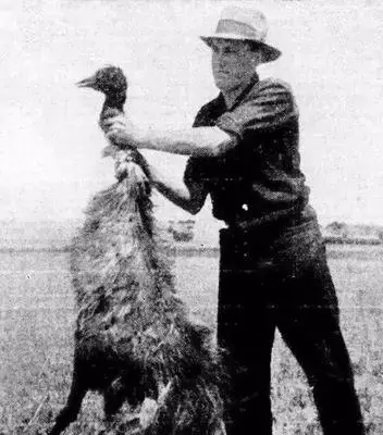 澳大利亚军队的耻辱之战，手持机枪弹药充足，却输给了一群大鸟