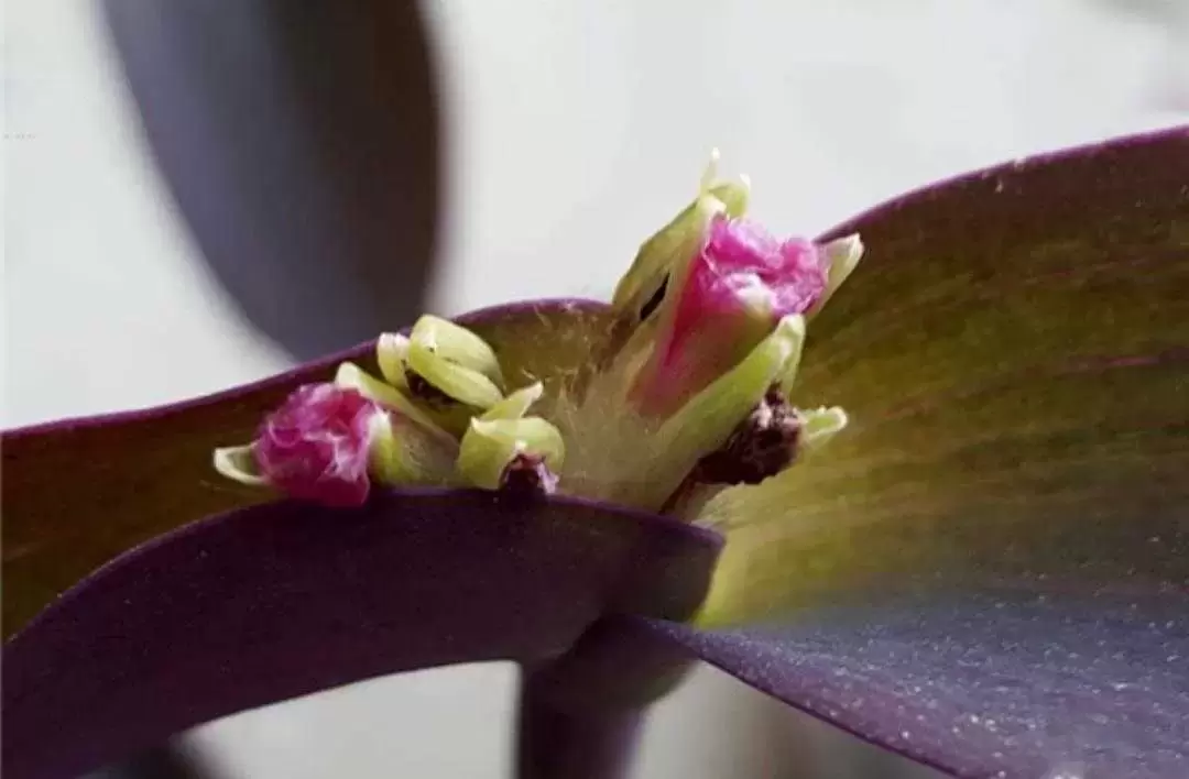 植物百科: 紫竹梅