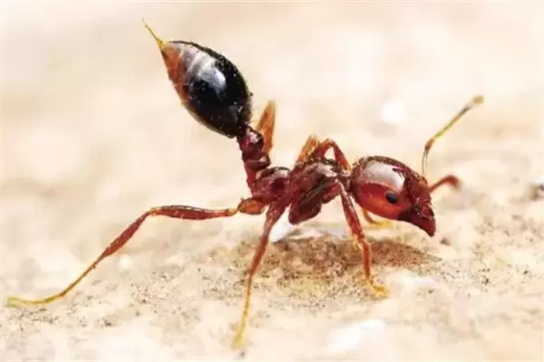 地球上10大最强昆虫，蝗虫危害全球，红火蚁侵略生态