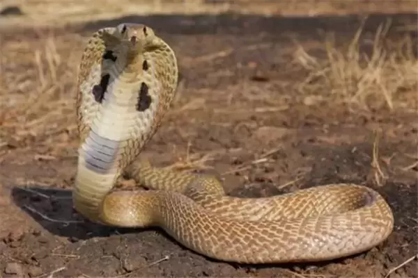 世界10大危险动物，眼镜蛇和响尾蛇均上榜，你最怕哪一个？